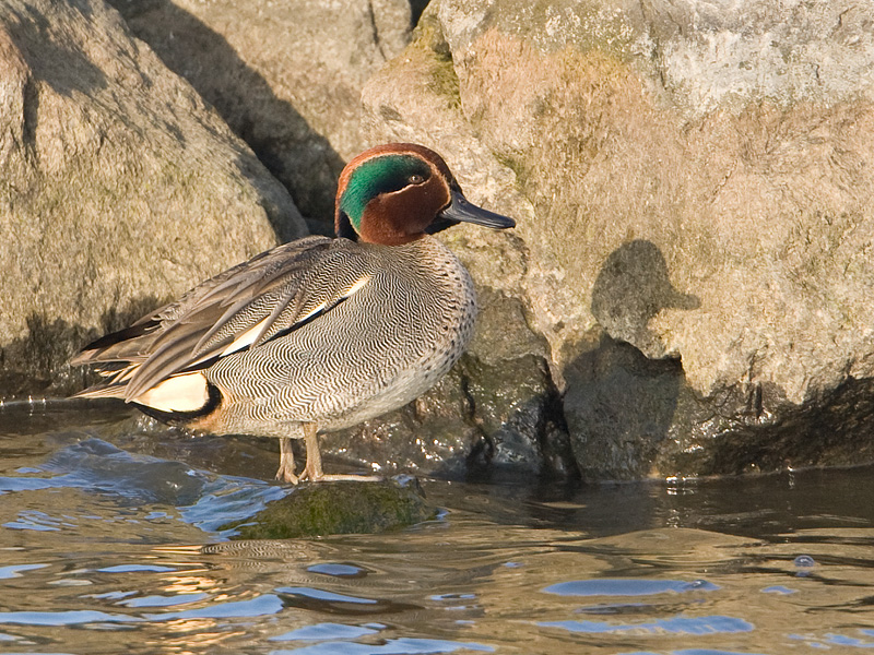 Anas crecca Wintertaling Common Teal